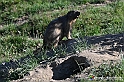 VBS_1 -  Plateau du Mont-Cenise, Grand Croix, Marmotte_-_0066 mt